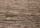Yellow Mongoose