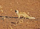 Yellow Mongoose