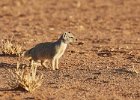 Yellow Mongoose