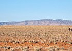 Oryx Scenery