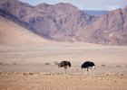 Ostrich pair