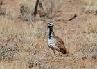 Black Korhaan