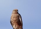 Greater Kestrel