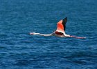 Greater Flamingo