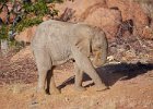 Desert Adapted Elephant