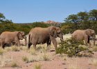 Desert Adapted Elephant