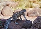 Cape Ground Squirrel