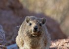 Rock Hyrax