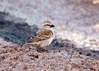 Sparrow