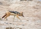 Black-backed Jackel