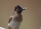 GH0V6851