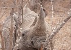 IMG 5218
