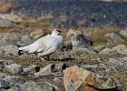 Ptarmigan