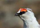 Ptarmigan