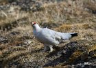 Ptarmigan