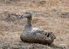 Female Eider Duck