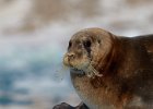 Bearded Seal