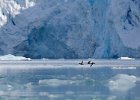 King Eiders flying past glacier