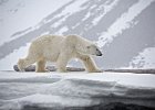 On the move