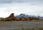 Walrus chillin' out