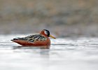 Female Grey Phalarope