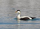 Male Eider Duck