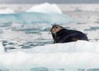 Bearded Seal
