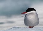 Arctic Tern