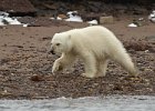 Cub strolling on the beach