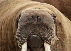 Walrus