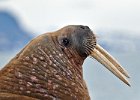Walrus