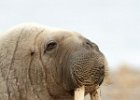 Walrus