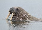 Walrus