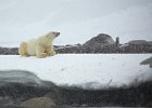 Svalbard 2013