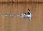 Slavonian Grebe