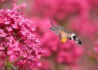 Butterflies and Insects