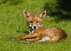 Mammals