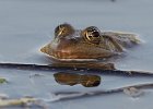 Reptiles and Amphibians