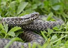 Adder