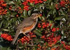 UK Wildlife