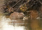 Beaver