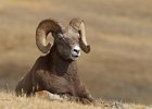 Big Horn Sheep