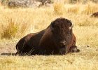 Bison