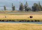 Bison in Yellowstone