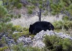 Black Bear