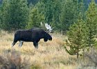 Bull Moose