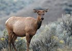 Elk Cow