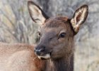 Elk Cow