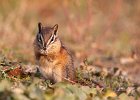 Chipmunk Squirrel