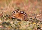 Chipmunk Squirrel